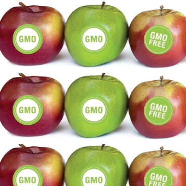 How are GM foods different from their non-GM counterparts